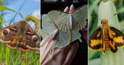 What Does it Mean When a Moth Lands on You? - balconygardenweb.com - Usa - China - Greece - Egypt