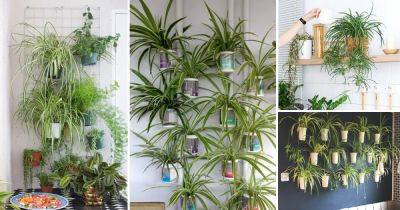 18 Amazing Spider Plant Wall Decor Ideas - balconygardenweb.com