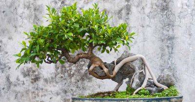 How to Grow a Ginseng Ficus Bonsai - gardenerspath.com - China - India