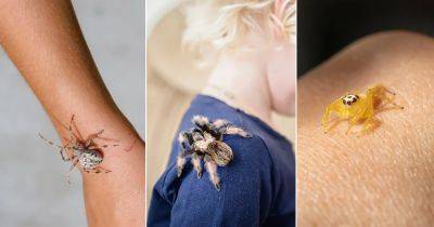 What Does It Mean When a Spider Crawls on You? - balconygardenweb.com