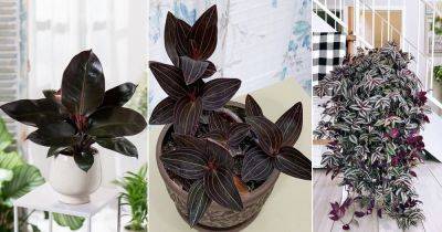7 Stunning Black Vines and Trailing Plants to Grow Indoors - balconygardenweb.com