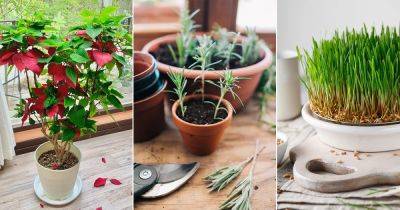 10 Houseplants You Can Grow from Products in Grocery Stores and Supermarkets - balconygardenweb.com