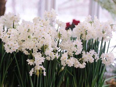 Tips for growing Paperwhites indoors - theprovince.com