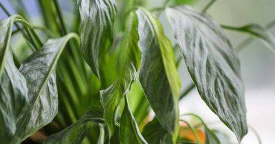 Why Is My Peace Lily Drooping? - gardenerspath.com