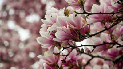 An in-depth guide to magnolias and how to plant them for beautiful blooms | House & Garden - houseandgarden.co.uk - Britain - France