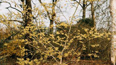 The best trees and shrubs to grow for decorative winter stems | House & Garden - houseandgarden.co.uk
