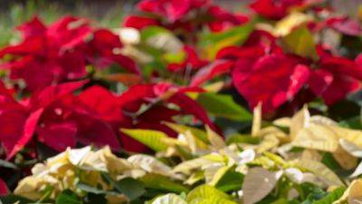 Poinsettias: how to grow and care for the Christmas plant | House & Garden - houseandgarden.co.uk - Mexico - Guatemala
