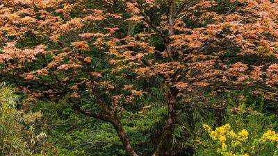All about maple trees and how to grow them | House & Garden - houseandgarden.co.uk - Usa - Japan - Sweden