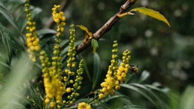 How to grow mahonia | House & Garden - houseandgarden.co.uk - Usa - state Oregon
