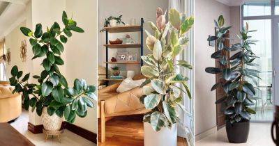 Everything About Rubber Tree Plant Care Indoors - balconygardenweb.com - India
