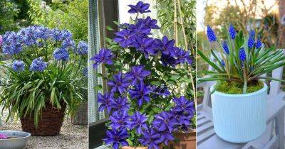 14 Stunning Royal Blue Flowers - balconygardenweb.com - South Africa