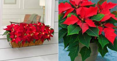 How to Keep Your Poinsettia Plant Red for a Long Time - balconygardenweb.com