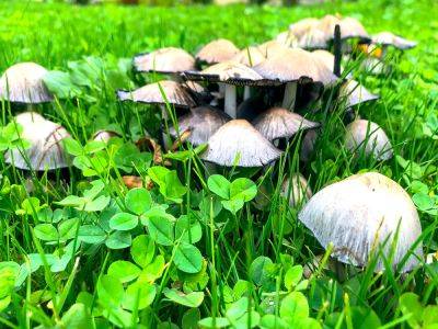 Why There Are Mushrooms In The Garden – And What To Do - gardeningknowhow.com - county Garden