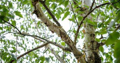 How to Grow and Care for a Silver Birch Tree - gardenersworld.com