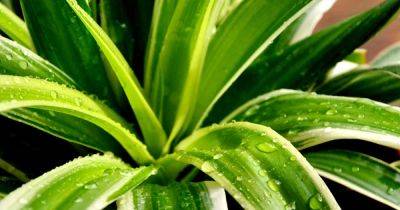 When and How to Fertilize Spider Plants - gardenerspath.com