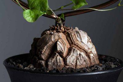 How to Grow and Care for Tortoise Plants - gardenerspath.com - South Africa