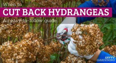 When to Cut Back Hydrangeas: An Easy-to-Follow Guide - savvygardening.com