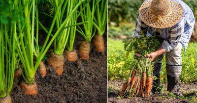 Are Carrots Man-Made? Find Out! - balconygardenweb.com - Iran - Netherlands