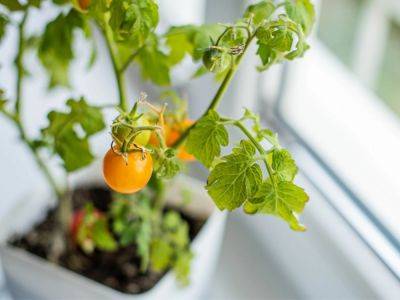 Overwintering Tomato Plants For Next Year’s Garden - gardeningknowhow.com