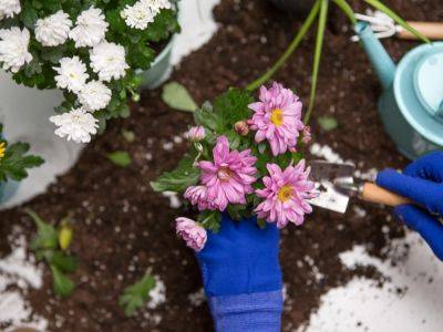 Can You Split Mums? How To Divide The Fall Garden Favorites - gardeningknowhow.com