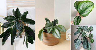 5 Types of Scindapsus Treubii Varieties to Grow Indoors - balconygardenweb.com