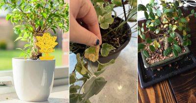 How to Get Rid of Aphids on Indoor Plants | 17 Effective Tips - balconygardenweb.com