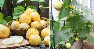 How to Grow and Care for Lemon Cucumbers - balconygardenweb.com - India