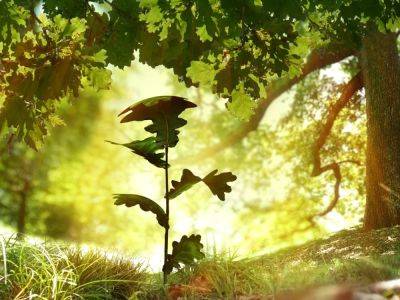 Why Oak Trees Are Important & Why You Should Plant One - gardeningknowhow.com - Usa