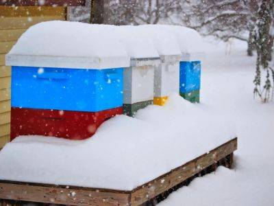 How To Winterize Bees: A Complete Guide To Winter Hive Prep - gardeningknowhow.com