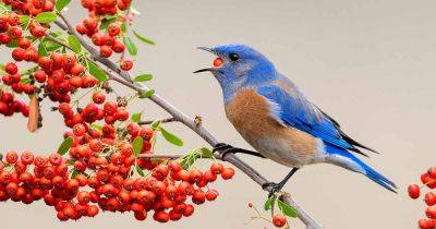 Gardening for Wildlife: 21 of the Best Trees and Shrubs - gardenerspath.com
