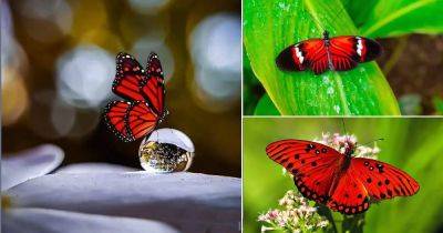 Red Butterfly Meaning and Symbolism - balconygardenweb.com - Usa - China - Japan