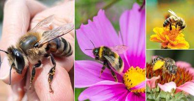 22 Different Types of Bees Everyone Should Know About - balconygardenweb.com