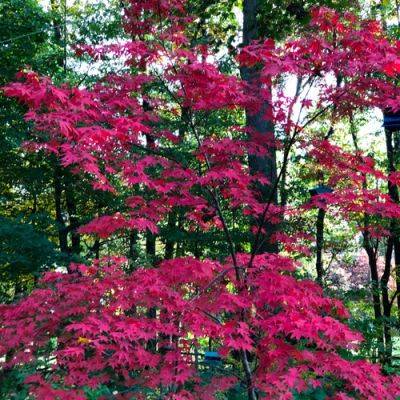 Late October in Carla’s Garden, Part 2 - finegardening.com - Japan - state Pennsylvania