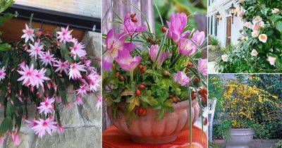 17 Flowers that Bloom in Late Fall and Winter - balconygardenweb.com