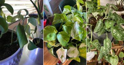 Pothos Leaves Curling? 15 Reasons and Solutions - balconygardenweb.com