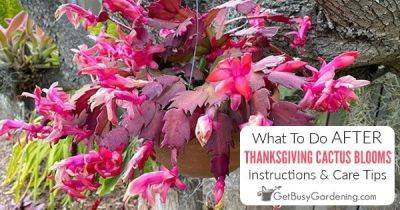 What To Do With Thanksgiving Cactus After Blooming (5 Tips!) - getbusygardening.com