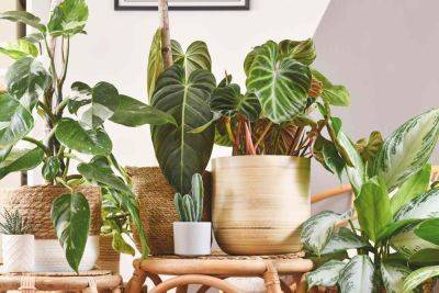 How To Move Your Houseplants To A New Home - southernliving.com