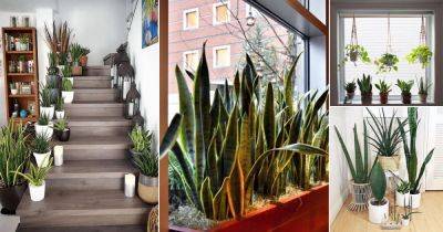 20 Best Places to Keep a Snake Plant in the House - balconygardenweb.com
