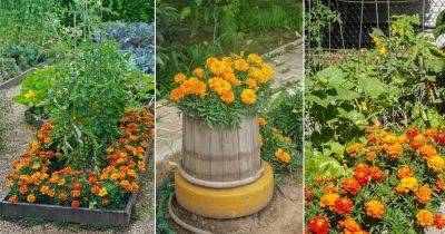 Marigold Pest Control: Types of Pests Marigolds Can Repel - balconygardenweb.com