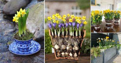 14 Different Ways to Grow Narcissus | Daffodil Growing Ideas - balconygardenweb.com
