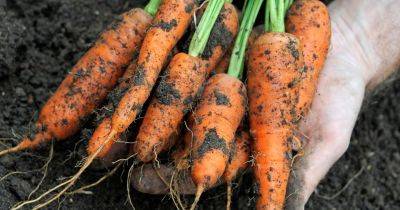 10 Ways to Avoid Carrot Root Fly - gardenersworld.com