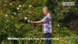 How to Prune: Seven Mistakes to Avoid - gardenersworld.com