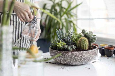 Try Budget-Friendly Plant Care Tips From TikTok Using Household Ingredients - thespruce.com