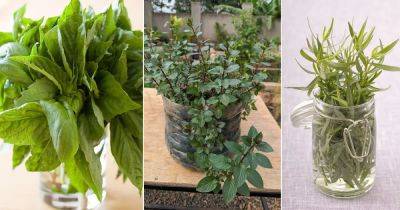 5 Herbs You Should Never Keep in Fridge and Why? - balconygardenweb.com