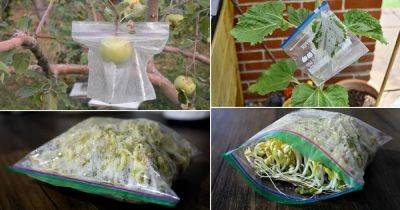 12 Surprising Ziplock Bag Uses in Garden - balconygardenweb.com - county Garden