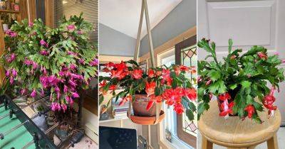 10 Important Thanksgiving Cactus Growing Tips and Tricks - balconygardenweb.com