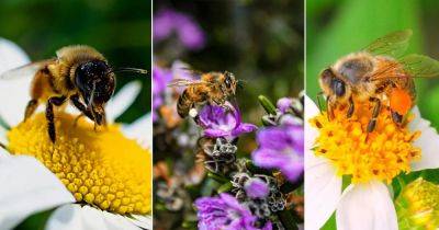 What Colors Do Bees Hate? Find Out! - balconygardenweb.com