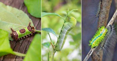 Are Big Green Caterpillars Poisonous? Find Out! - balconygardenweb.com