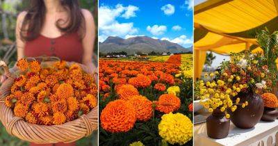 Marigold Flower Meaning and Symbolism - balconygardenweb.com - Mexico