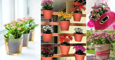 29 Flowering Kalanchoe Display Ideas - balconygardenweb.com